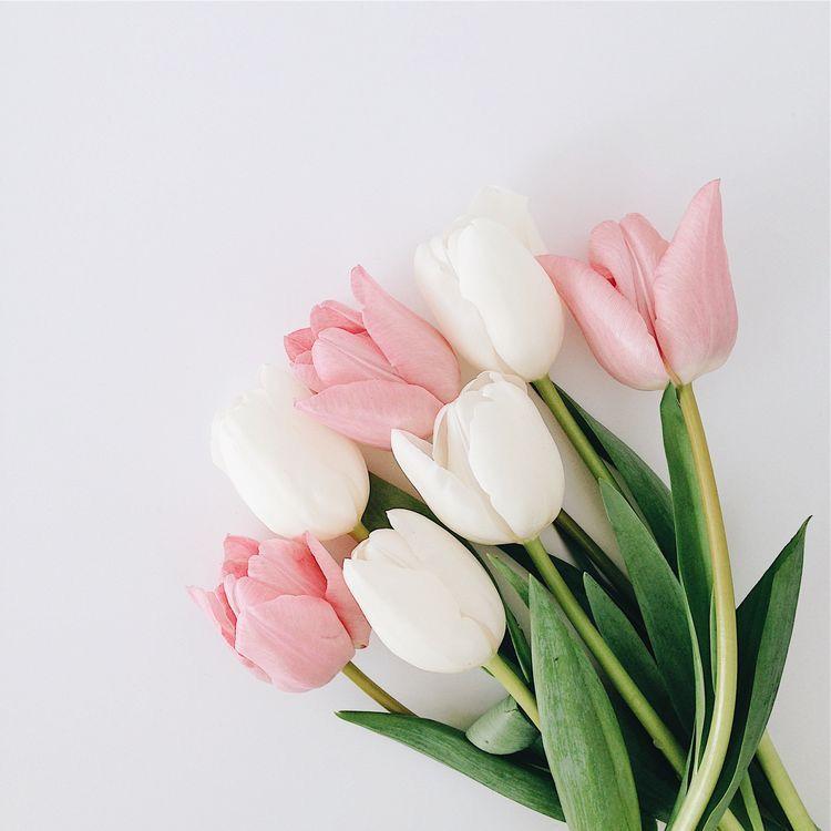 Tulip Flowers