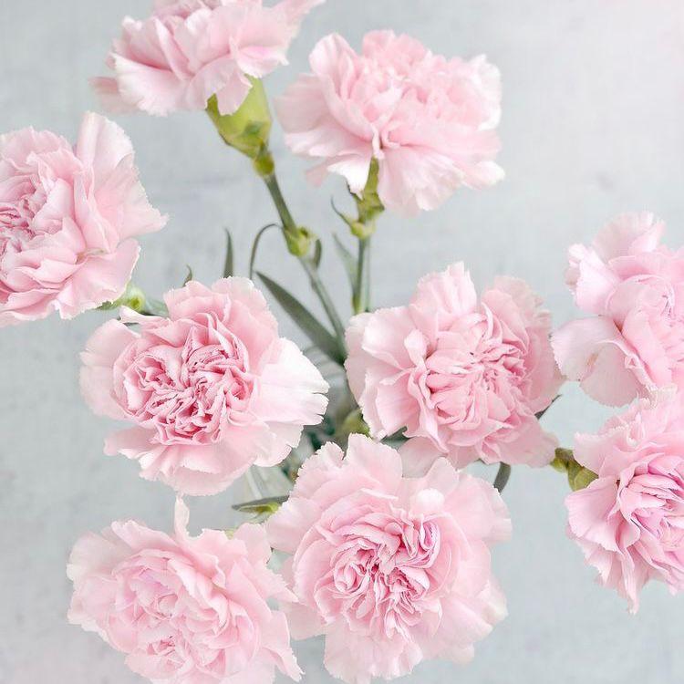 Carnation Flowers